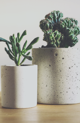 Die Hard Houseplants